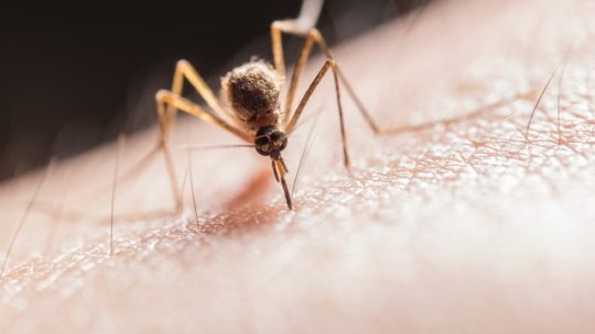 Heb je ook zo’n last van muggen in de nacht? Dan zijn dit de vijf beste tips om dit te voorkomen!