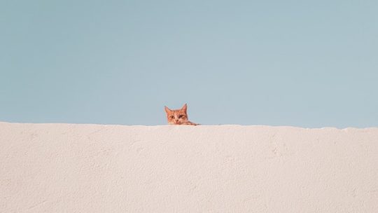 Het belang van kattenluiken