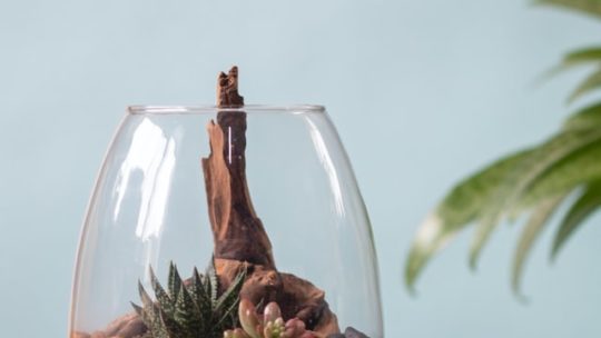 Alles wat je moet weten over plant terrariums