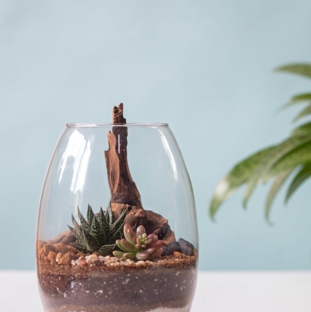 Alles wat je moet weten over plant terrariums